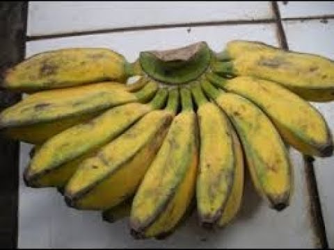 Pisang raja Vs. pisang Sehingga Anda bisa makan pisang